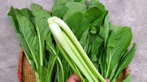 Cải Ngọt